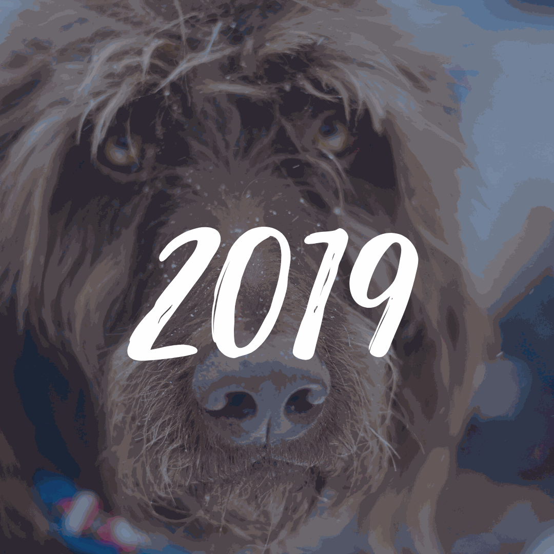 maxxipaws charities in 2019