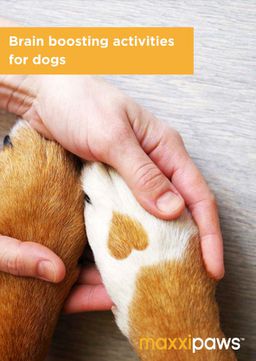 maxxipaws free brochure with brain boosting activies for dogs 