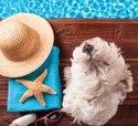 Small dog on a holiday sitting by the swimming pool