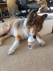 Collie dog staying calm and relaxed with maxxicalm calming tablets for dogs