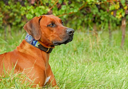 Rhodesian Ridgeback suffering from canine anxiety now happir when using maxxicalm calming pills for dogs