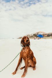 Irish Setter using maxxicalm calming aid for his separatin anxiety