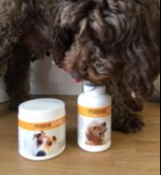 Dog with bottle of maxxicalm calming aid for dogs that help with anxiety and stress