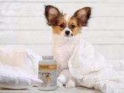 Small dog using maxxidigest+ for colitis and senstive stomach