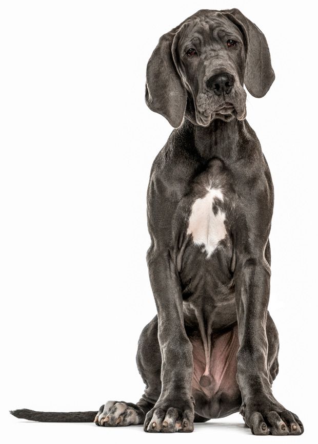 Great Dane uses maxxidigest+ digestive and immune support for dogs