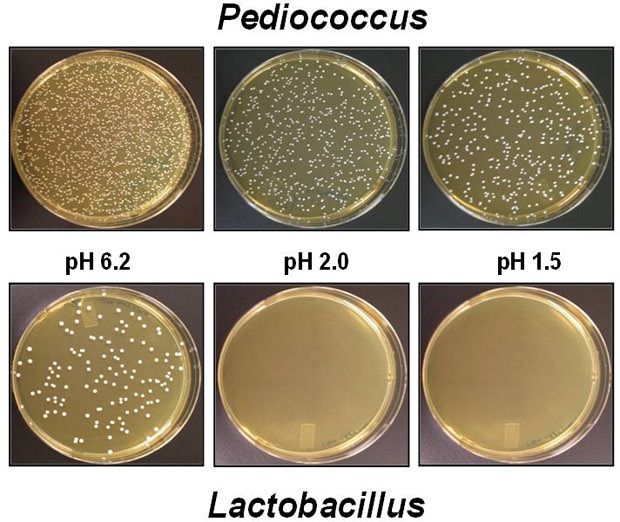Pediococcus acidilactici best probiotics for cats