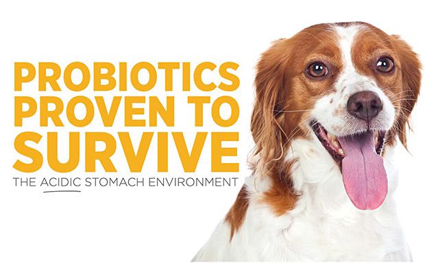 maxxidigest+ best probiotics for dogs as probiotics proven to survive the canine acidic stomach environment