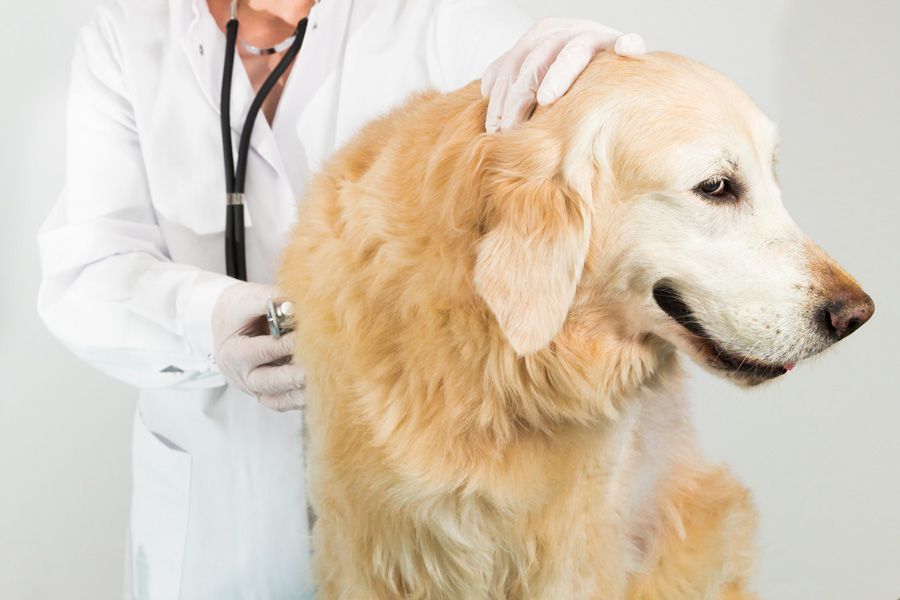 Golden Retriever dog with liver disease Vet recommending maxxiSAMe liver supplement for dogs