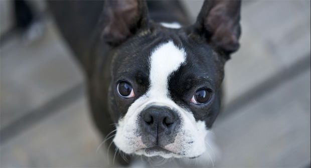 Black and white French Bulldog  - maxxiomega oil for dogs for healthy skin and shiny coat