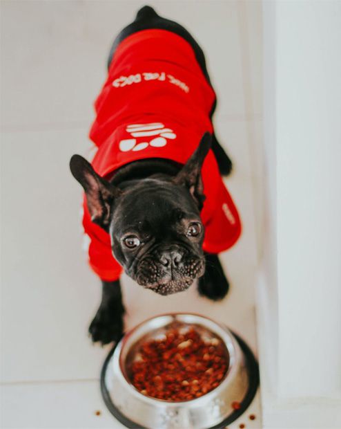 French bulldog in red shirt eating food with maxxiomega omega oil for dogs