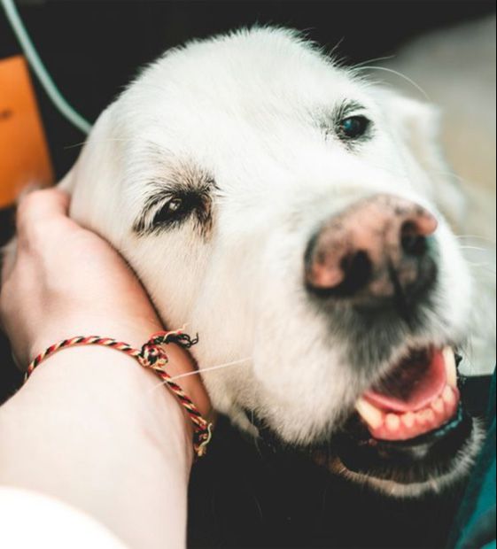 Beautiful old golden retreiver with canine dementia being comforted by his owner