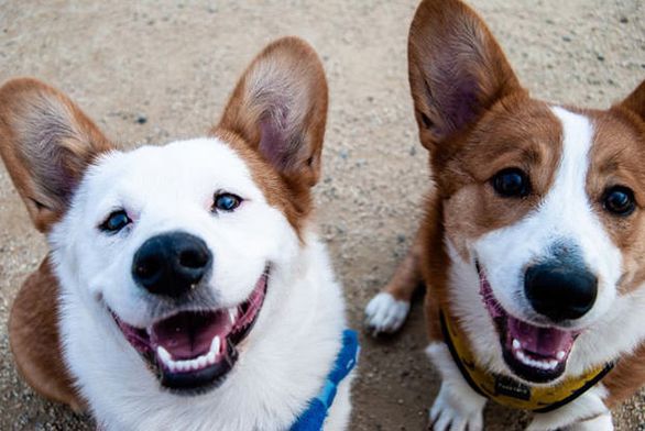 Two happy Beagles with canine dementia