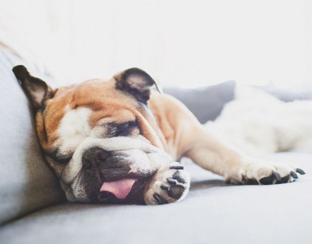 Sleeping bulldog with dog arthritis pain