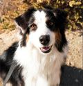 Calm smiling bordre collie using maxxicalm natural calming aid for dogs