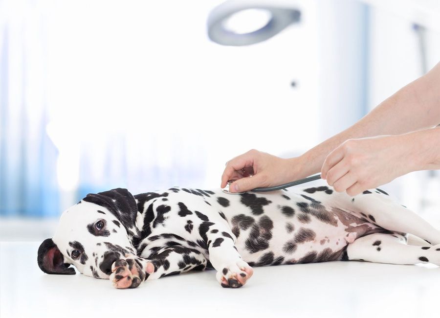 Dalmatian dog taking maxxicalm calming tablets for dogs staying calm at the Vet 