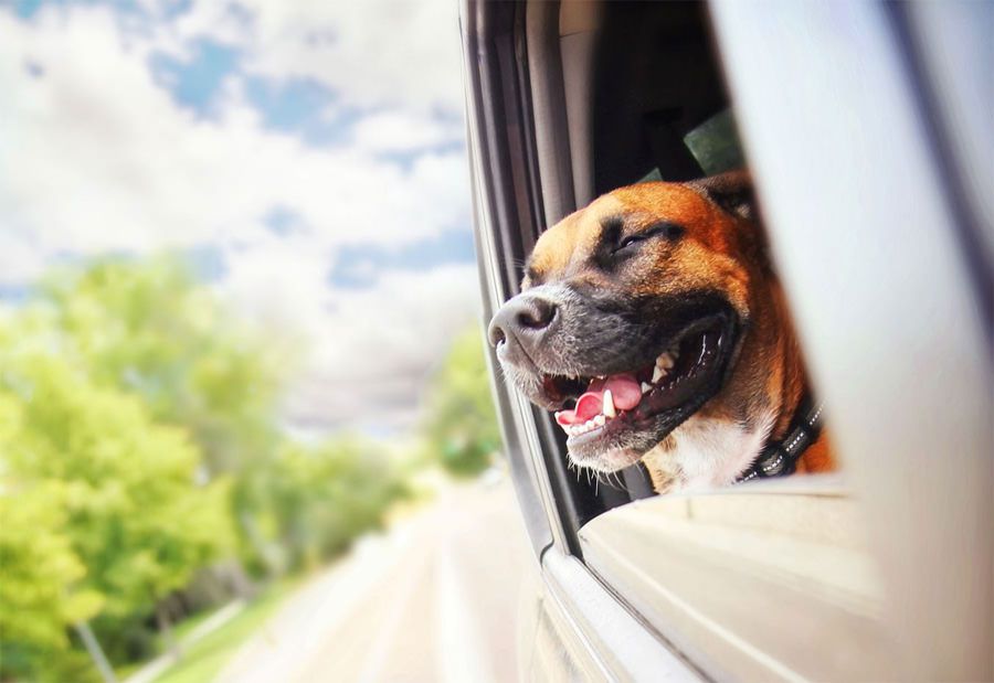 Calm happy dog taking a car journey