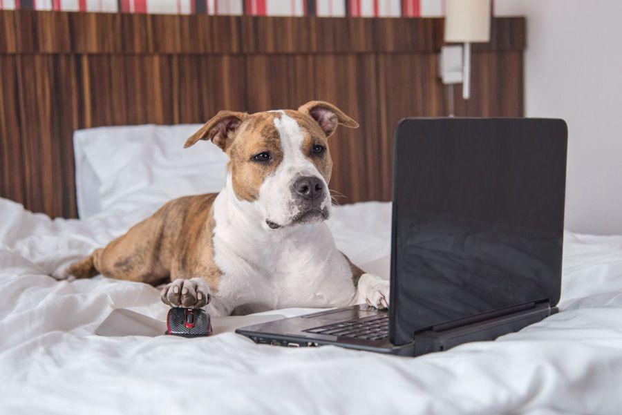 Staffie dog with computer looking for best calminga aid for dogs to buy online