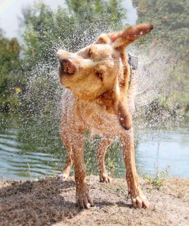 Calm active dog shaking off water