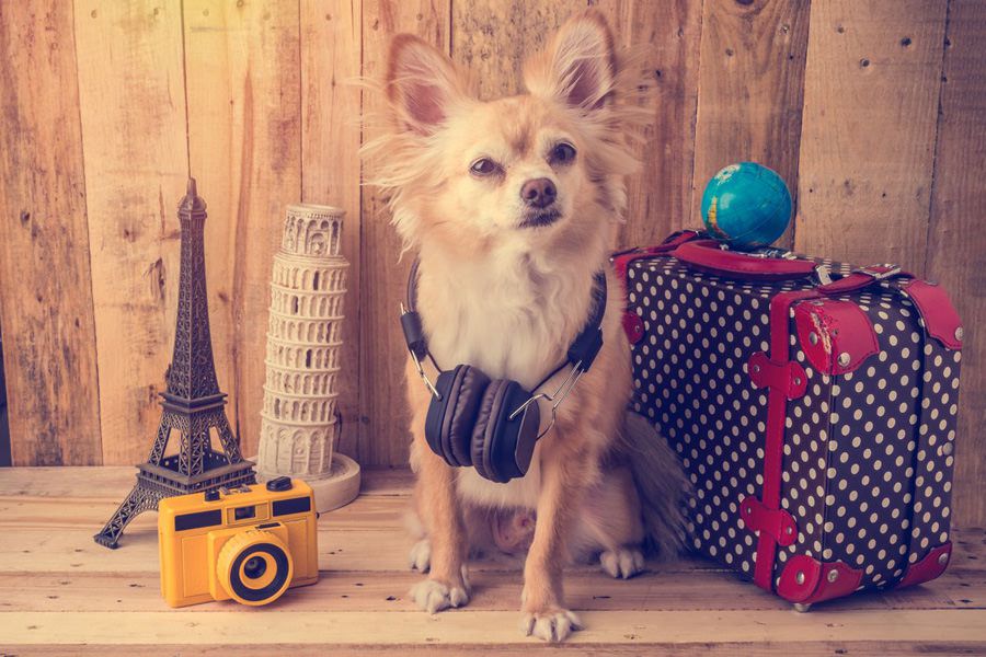Small dog flying on a vacation with own luggage and relaxed thanks to maxxicalm natural calming aid for dogs