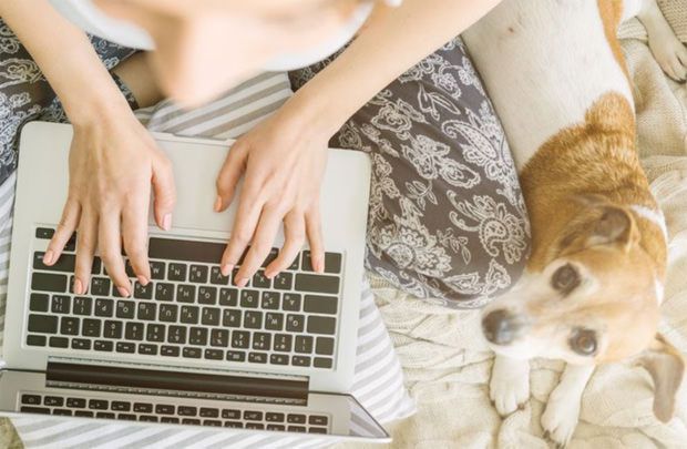 Anxious dog with fear of flying watching owner buy flights online