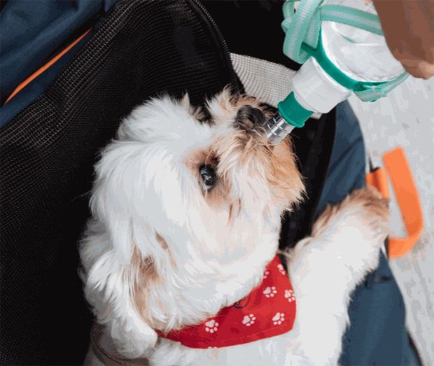 Calm dog drinking water before boarding a plane