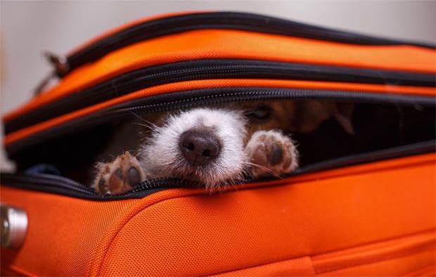 Calm dog using maxxicalm calming tablets for dogs hiding in a suitcase