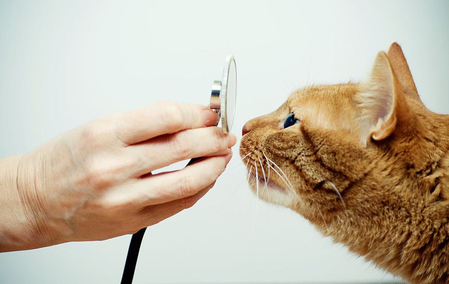 Cat with dementia being examined by Vet recommending maxxiSAMe cognitive support supplement for cats from maxxipaws