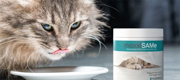 Cat eating food with maxxiSAMe feline cognitive dysfunction supplement from maxxipaws