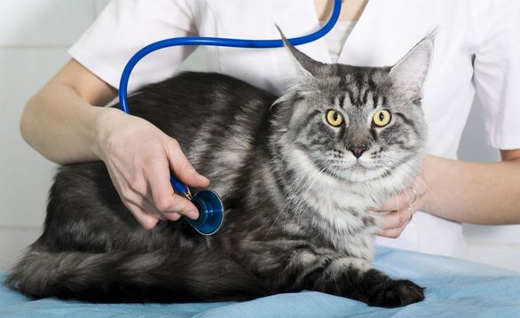 Cat with liver disease at the Vet recommending maxxiSAMe feline liver support from maxxipaws