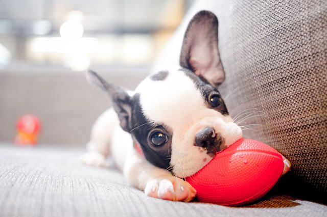 Cute French Bulldog puppy on a sofa playing with red ball