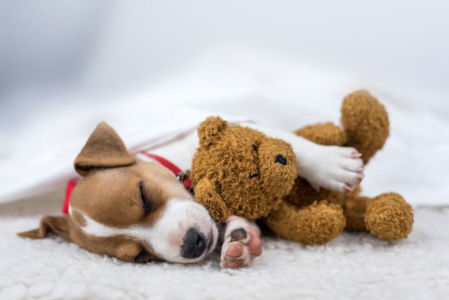 Beautiful sleeping dog with toy for comfort