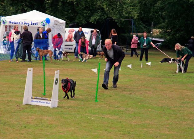 maxxidog competing in dog flyball