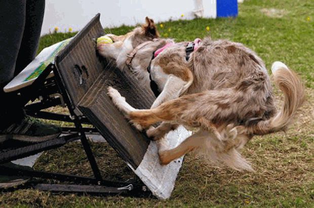 Dog competing in flyball