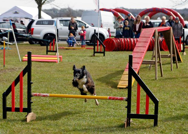 Molly maxxidog competing in dog agility