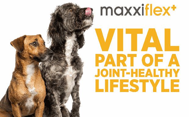 maxxiflex+ dog joint supplement for dogs doing dog agility