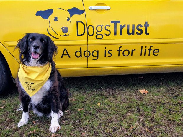 Molly happy and proud rescue dog from Dogs Trust