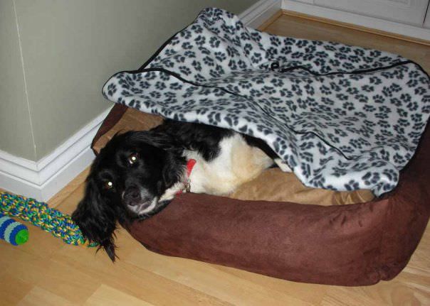 Pampered rescue dog in a dog bed with a blanket
