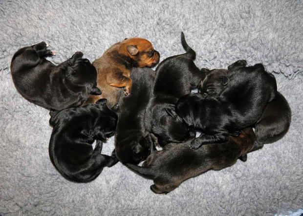 Newborn eight puppies