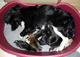 Rescue dog with eight newborn puppies
