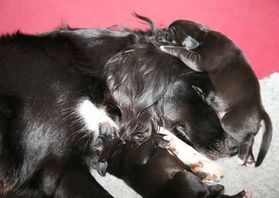 Newborn puppy sleeping on mum head