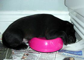 Tired puppy sleeping in the water bowl