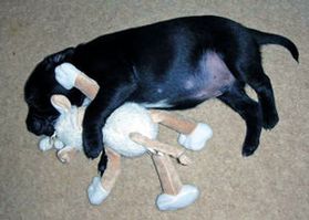 Cute puppy sleeping with toy for comfort