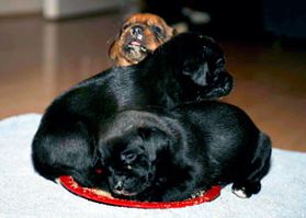 Three puppies sleeping in their food bowl