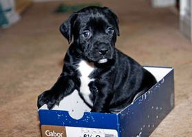 Puppy in a shoe box