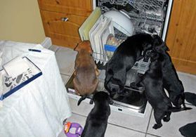 Puppies invading the washing machine