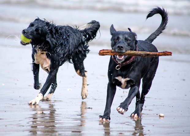 Two happy dogs enjoying a day at the beach