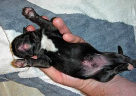 Man holding newborn puppy