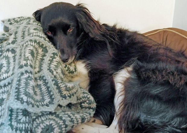 Dog with stomach upset feeling under the weather