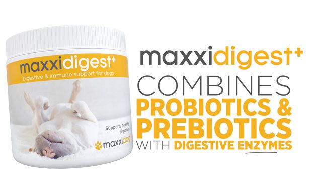maxxidigest+ digestive and immune support for dogs combines probiotics prebiotics and canine digestive enzymes