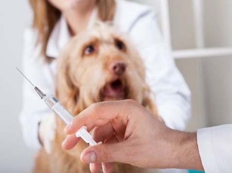 Vet injecting dog with liver disease - maxxiSAMe for dogs